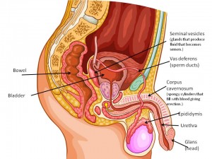 Penis-anatomy-with-labels