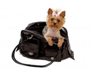 Yorkshore Terrier in a Black Travel Bag