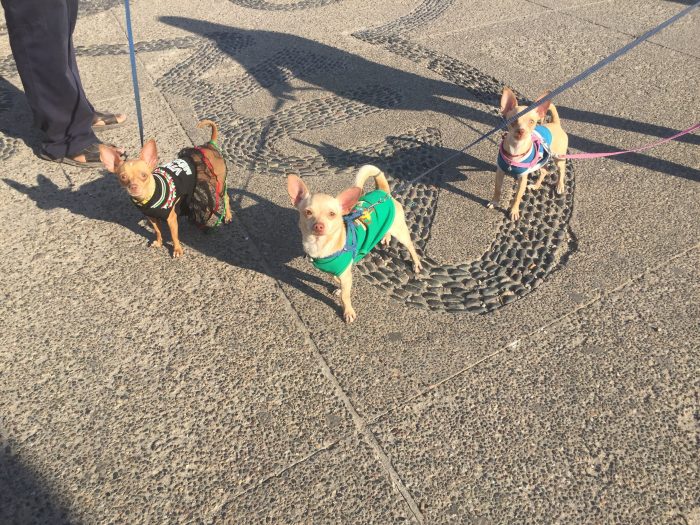 Dogs are welcome in Puerto Vallarta! Photo: Puerto Vallarta Tourism Board